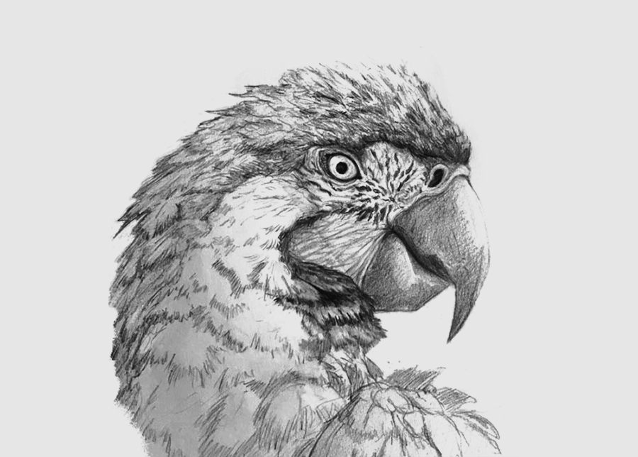Graphite illustration of a parrot