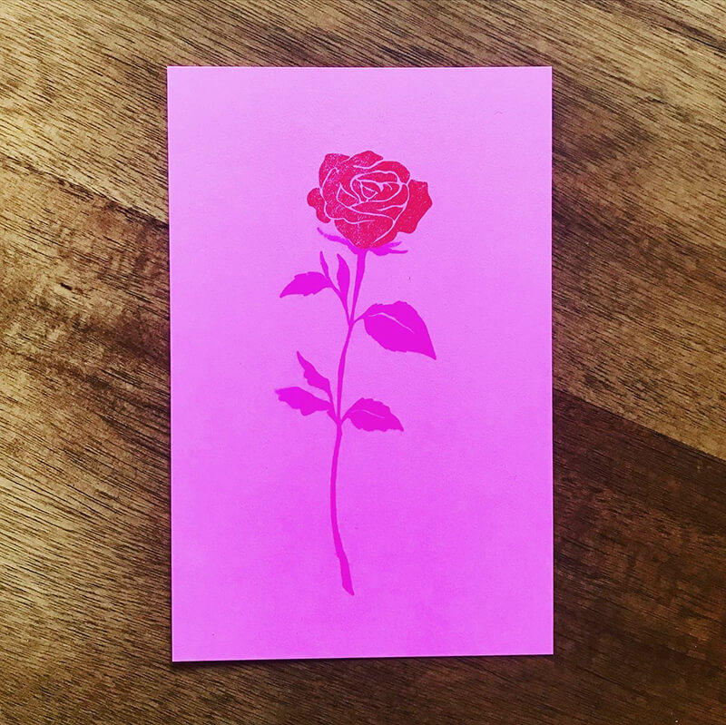illustration of a rose in flo pink and red